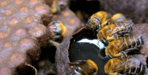 Projeto fortalece apicultura sergipana