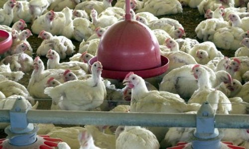 Brasil vende carne de frango para 150 países