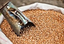 Governo entrega 61 toneladas de sementes à agricultura familiar de Goiás
