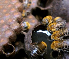 Projeto fortalece apicultura sergipana