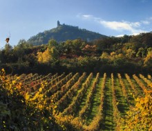 Os vinhos tchecos estão entre os premiados internacionalmente